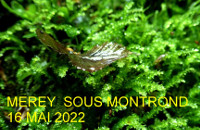 Mérey-sous-Montrond